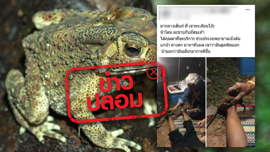 จริงหรือไม่? ใช้คางคกถูบริเวณที่ตะขาบกัดจะช่วยดูดพิษออกได้ จริงหรือไม่? ใช้คางคกถูบริเวณที่ตะขาบกัดจะช่วยดูดพิษออกได้