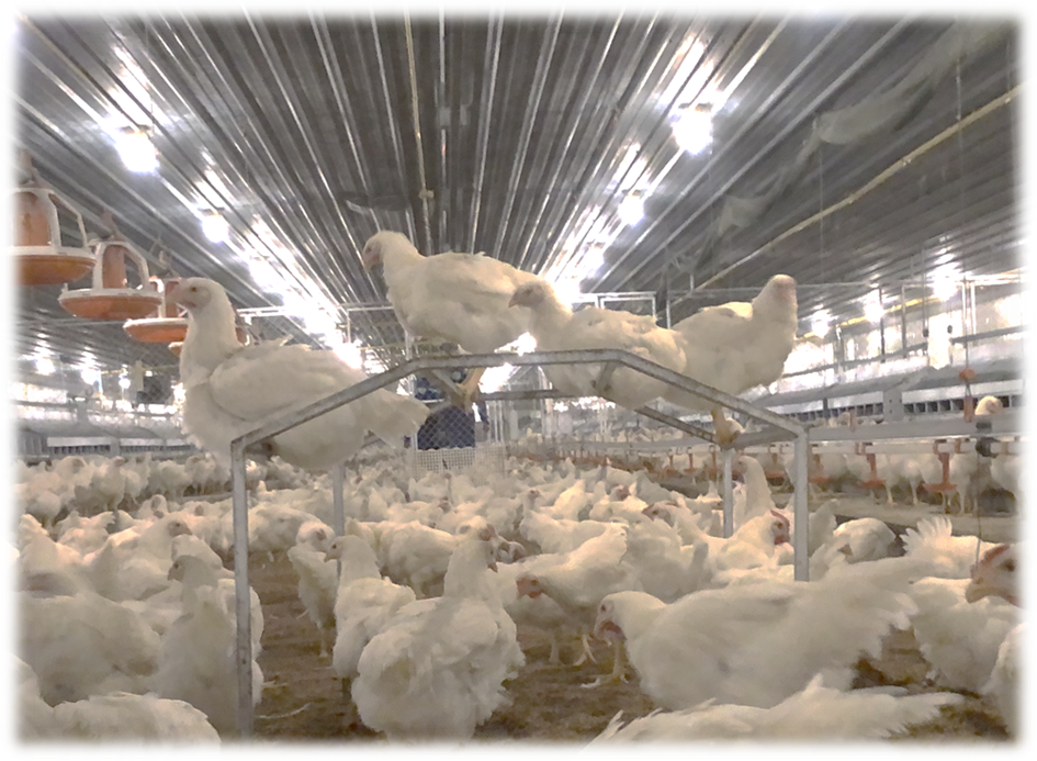 ซีพีเอฟได้รับรอง LR Farm F1rst ตอกย้ำการผลิตไก่เนื้อ ซีพีเอฟได้รับรอง LR Farm F1rst ตอกย้ำการผลิตไก่เนื้อ