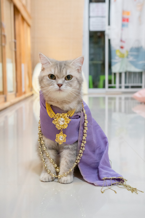 ลอยกระทงปี 64 จัดกิจกรรมประกวด หนูน้อยนพแมว ชิงมงกุฎทองล้อมเพชร