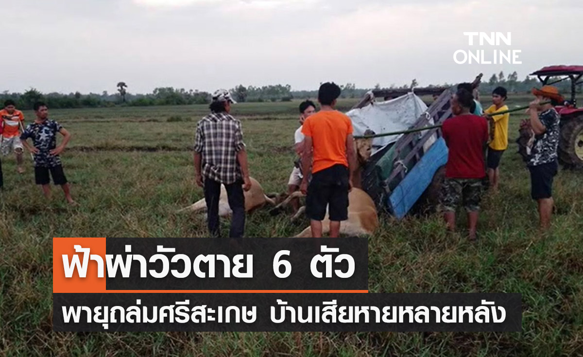 พายุฝนถล่มศรีสะเกษ! ฟ้าผ่าวัวตาย 6 ตัว-บ้านเสียหายหลายหลัง