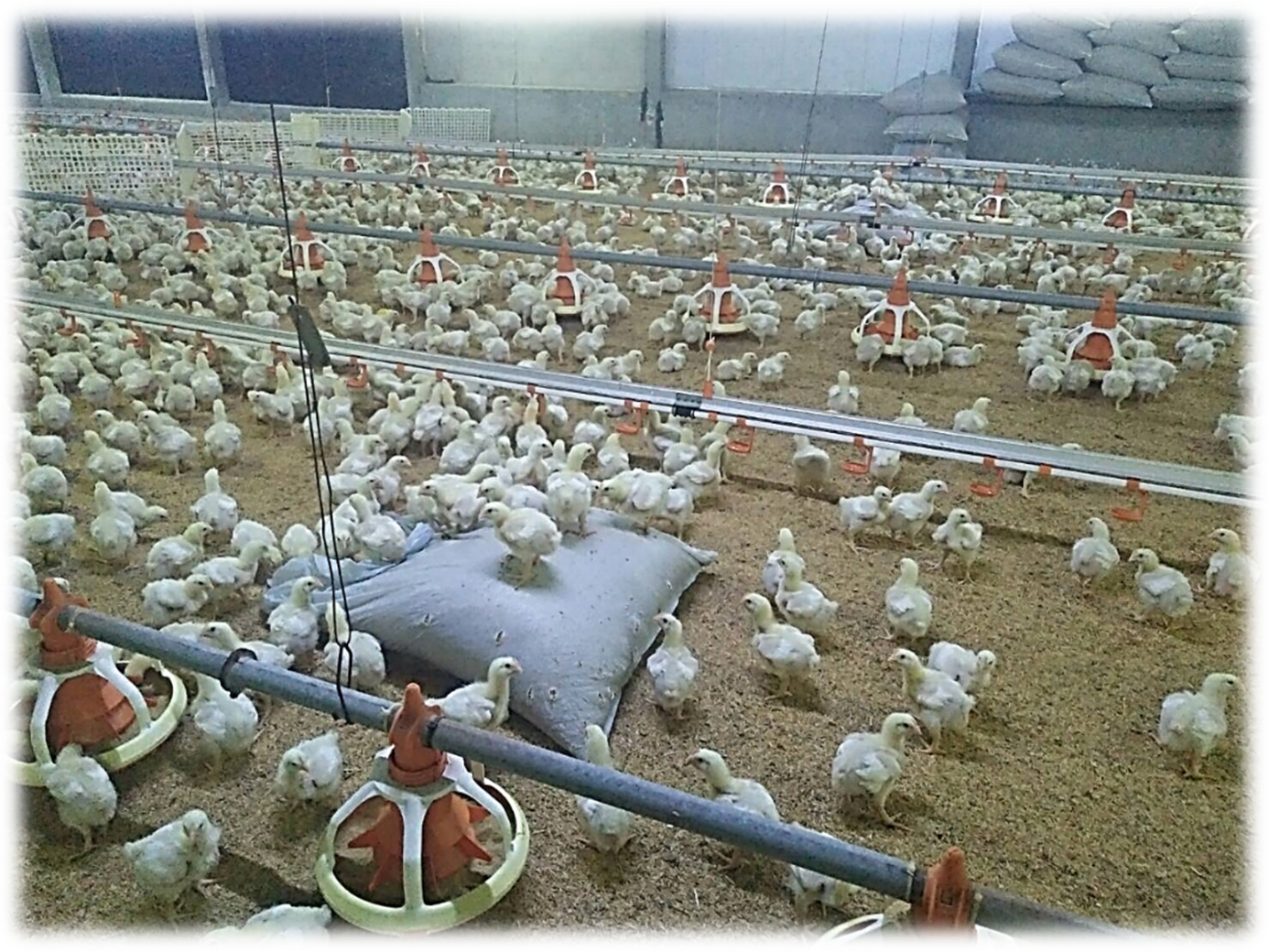 ซีพีเอฟได้รับรอง LR Farm F1rst ตอกย้ำการผลิตไก่เนื้อ