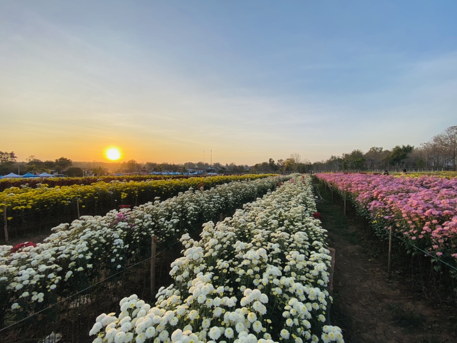ที่เที่ยววันวาเลนไทน์ วังน้ำเขียวเบญจมาศบานสะพรั่ง รับเดือนแห่งความรัก ที่เที่ยววันวาเลนไทน์ วังน้ำเขียวเบญจมาศบานสะพรั่ง รับเดือนแห่งความรัก