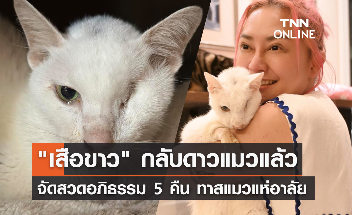 ทาสแมวแห่อาลัย! เพจทูนหัวของบ่าวสูญเสีย "เสือขาว" จัดสวดอภิธรรม 5 คืน