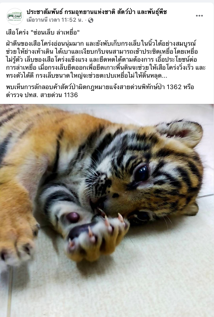 เปิดภาพล่าสุด “น้องขวัญ” เสือโคร่งของกลาง เน็ตไอดอลตัวใหม่ขวัญใจพี่ๆ