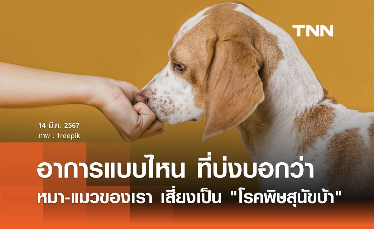 เปิดข้อสังเกต อาการแบบไหน ที่บ่งบอกว่า หมา-แมวของเรา เสี่ยงเป็น "โรคพิษสุนัขบ้า"
