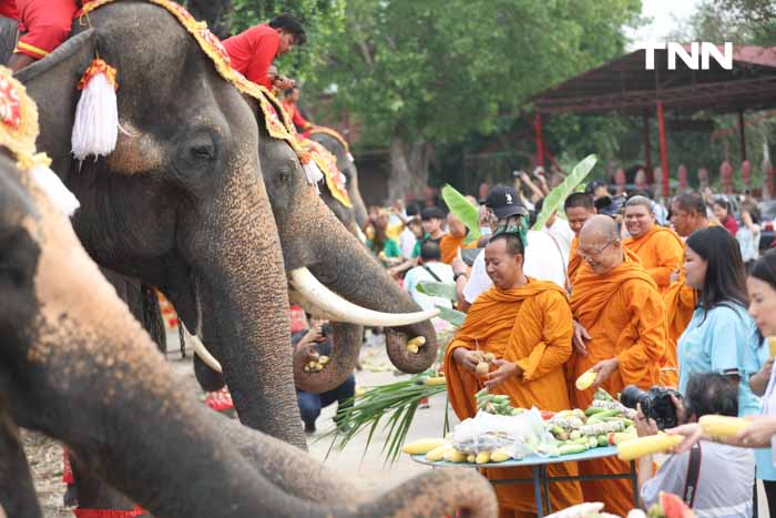“วันช้างไทย” แลเพนียด ทำบุญ-เลี้ยงอาหารช้าง เพื่อเป็นสิริมงคล “วันช้างไทย” แลเพนียด ทำบุญ-เลี้ยงอาหารช้าง เพื่อเป็นสิริมงคล
