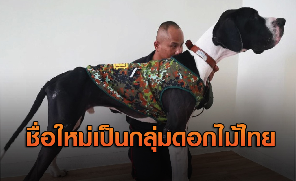 ในหลวงพระราชทานชื่อใหม่ '13สุนัขเกรทเดน' เป็นกลุ่มดอกไม้ไทย