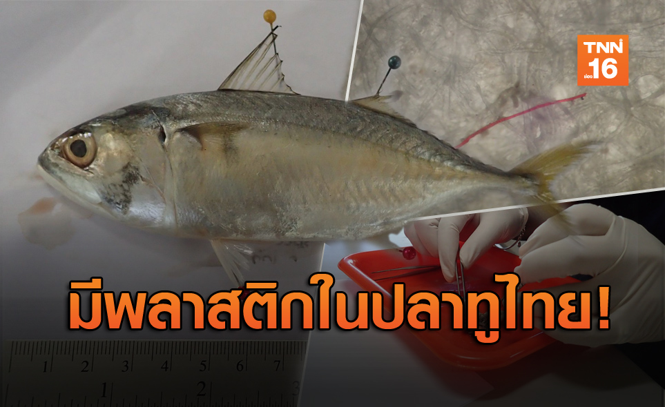 พบ 'ไมโครพลาสติก' ในท้อง 'ปลาทูไทย' เฉลี่ยตัวละ 78 ชิ้น