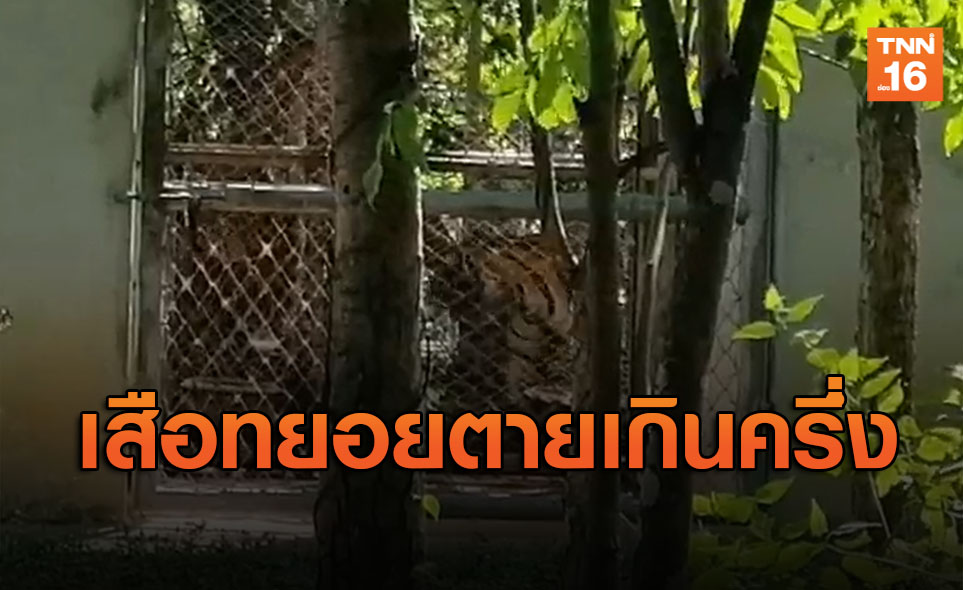 เสือโคร่งของกลางวัดป่าหลวงตาบัว ทยอยป่วยตายแล้ว 86 ตัว