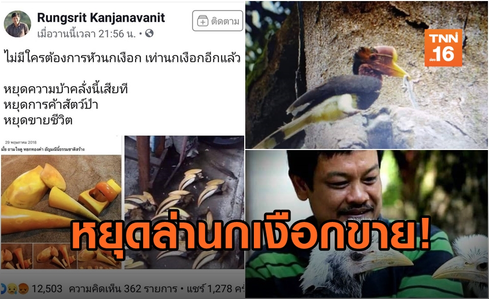 นักอนุรักษ์ ดัน 'นกเงือกชนหิน' เป็นสัตว์ป่าคุ้มครองอันดับ 20 ของไทย