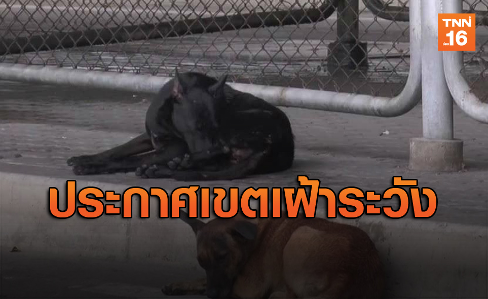 ปศุสัตว์นนทบุรีประกาศเขตเฝ้าระวังโรคพิษสุนัขบ้า