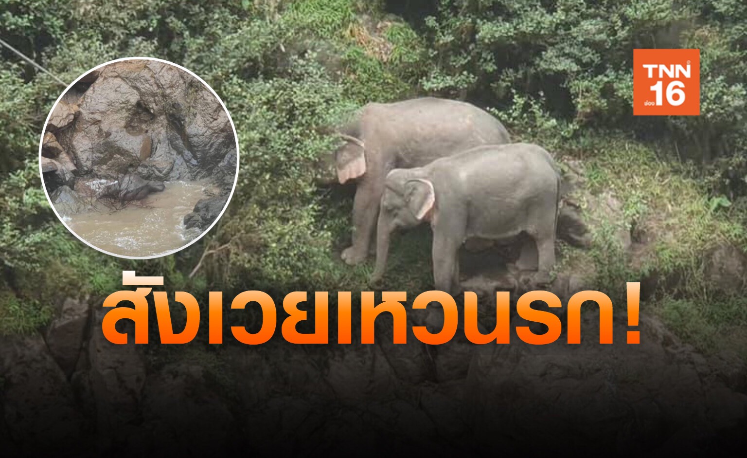 ช้างป่าเขาใหญ่พลัดน้ำตกเหวนรกตาย 6 ตัว