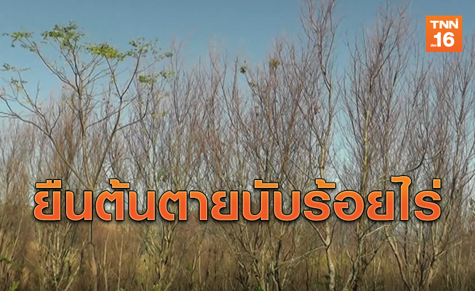 เกิดอะไรขึ้น! 'ซากุระเมืองไทย' ยืนต้นตายนับร้อยไร่