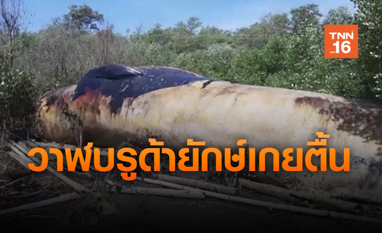 พบซากวาฬบรูด้าตายเกยตื้นป่าชายเลนย่านบางปู