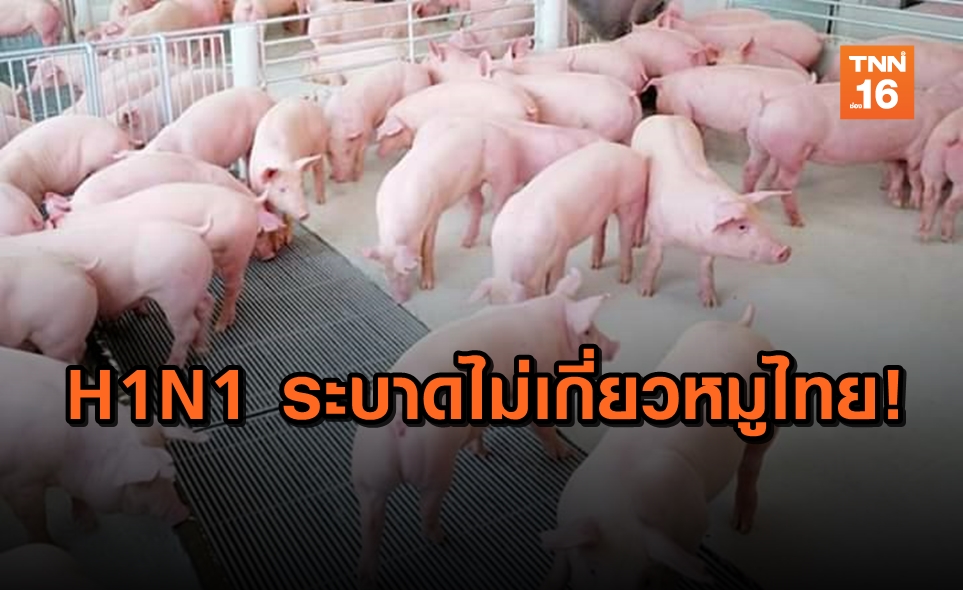 กรมปศุสัตว์ ยัน ไม่เกี่ยวหมูไทย ปมไต้หวันเผชิญไข้หวัดใหญ่H1N1