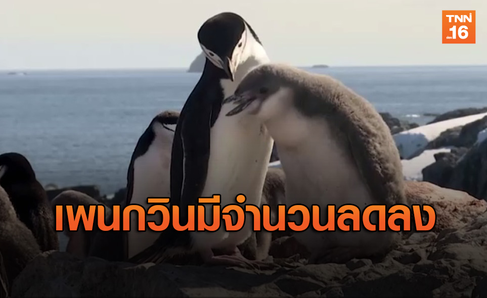 พิษโลกร้อน! เพนกวินขั้วโลกใต้ มีจำนวนลดลงถึง 77 %