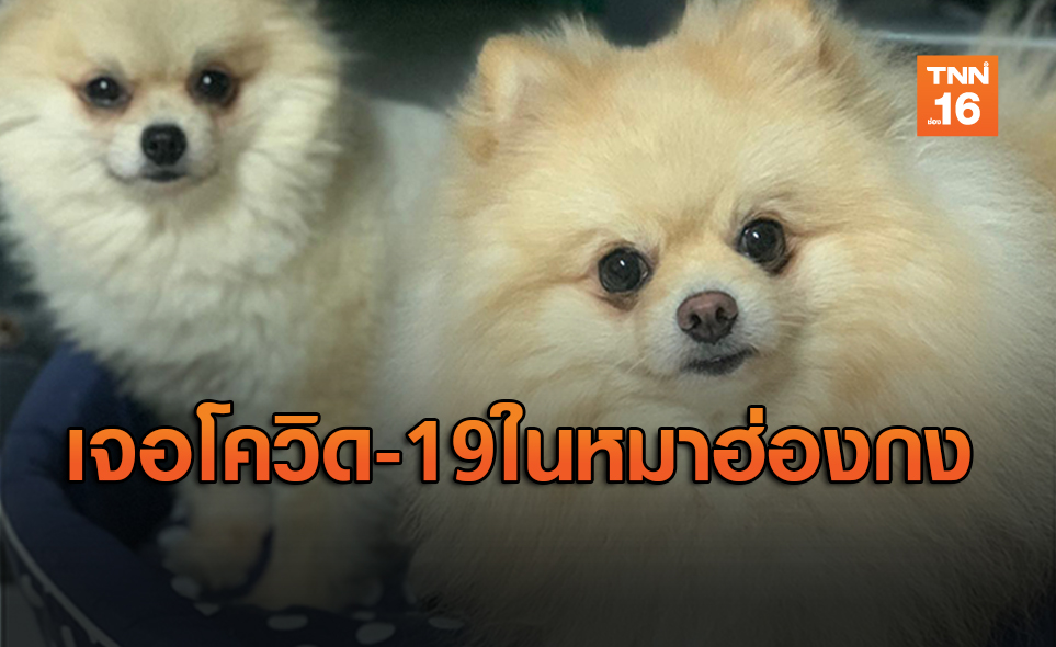 ฮ่องกงพบ “สุนัข” ของผู้ป่วยโควิด-19 มีผลบวกอ่อนๆ ส่งตรวจซ้ำหาความจริง
