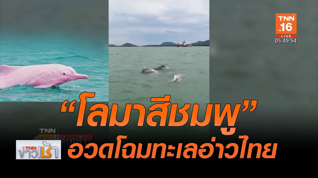 โลมาสีชมพูโผล่อวดโฉมทะเลอ่าวไทย l TNNข่าวเช้า l 18-05-2020 (คลิป)