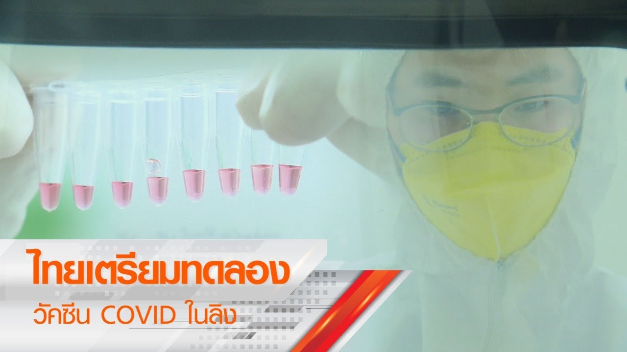 นักวิจัยไทยเตรียมทดลองวัคซีนCOVID-19 ในลิงสัปดาห์หน้า l TNNข่าวดึก l 21 พ.ค. 63 (คลิป)
