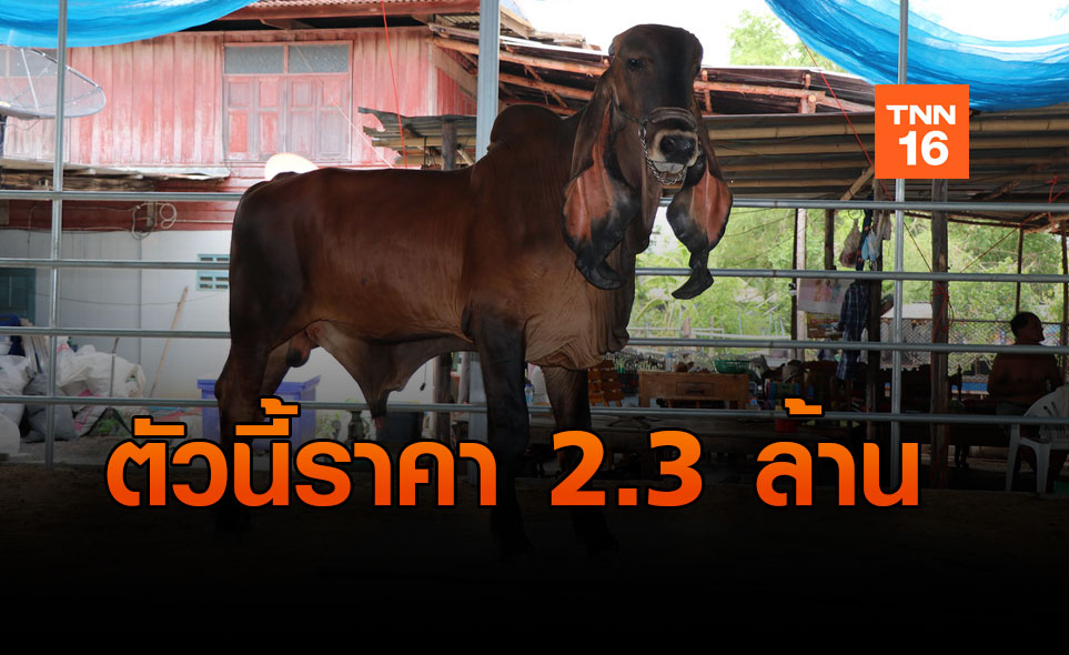 ฮือฮา!! ผู้ใหญ่บ้านอ่างทอง ขายวัวฮินดูบราซิล ราคา 2.3 ล้าน