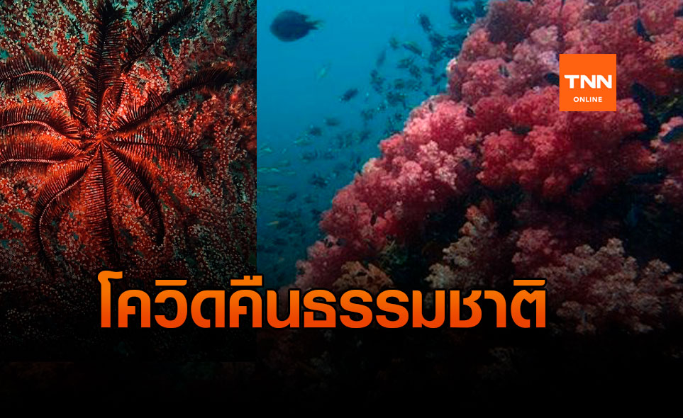 อุทยานฯตะรุเตาอวดโฉมปะการังอ่อน 7 สี
