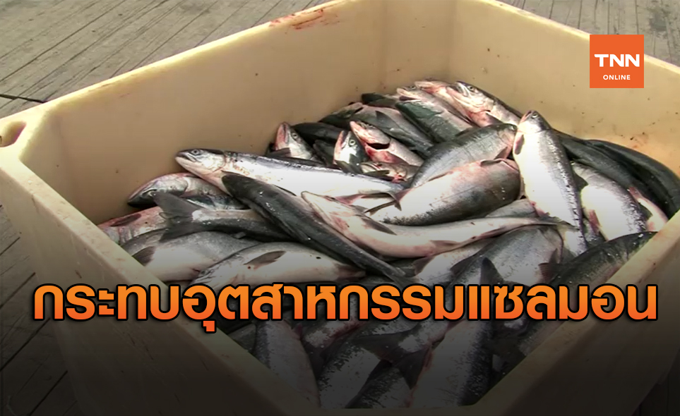 จีนระงับนำเข้าปลาแซลมอนจากยุโรป กระทบอุตสาหกรรมโลก