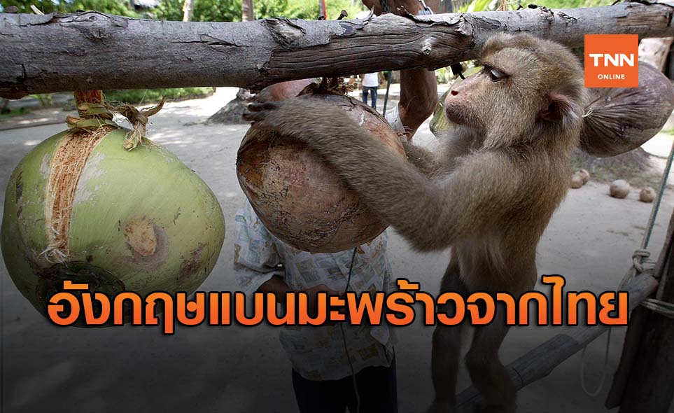ซูเปอร์มาร์เก็ตในอังกฤษเลิกขายมะพร้าวจากไทย อ้างใช้แรงงานลิง