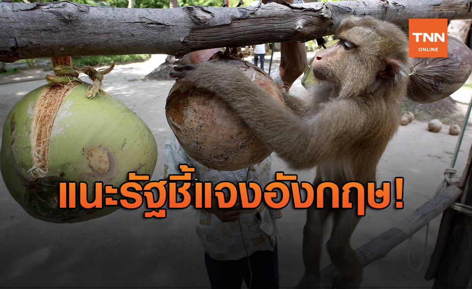 องค์กรสัตว์ฯ แนะรัฐทำหนังสือชี้แจงกรณีใช้ ลิงเก็บมะพร้าว