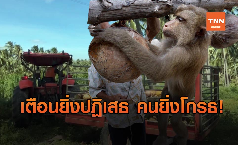 PETA เตือนไทยไม่ยอมรับปม ลิงเก็บมะพร้าว ยิ่งทำให้สังคมโกรธ