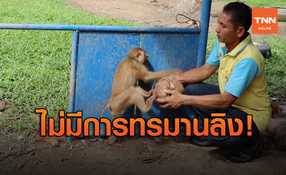 สื่อนอกตีข่าวครูฝึกลิงโต้ PETA ไม่มีทรมานสัตว์-ภูมิปัญญาดั้งเดิม