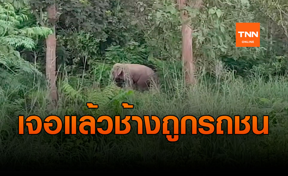 พบแล้วช้างป่าที่ถูกรถชน เดินอยู่ภายในฝูง 70 ตัว