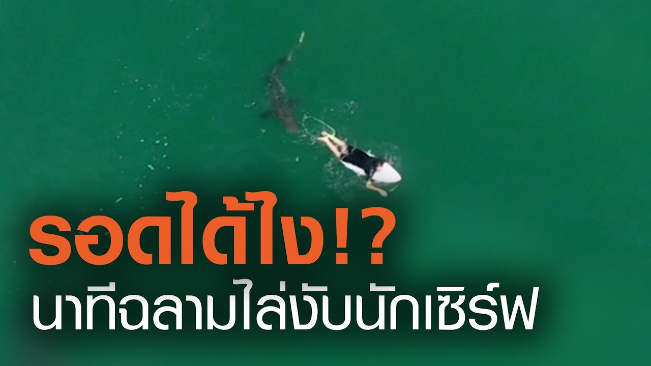เปิดภาพนาที ฉลาม ไล่งับนักเล่นเซิร์ฟ | TNN ข่าวเย็น (คลิป)