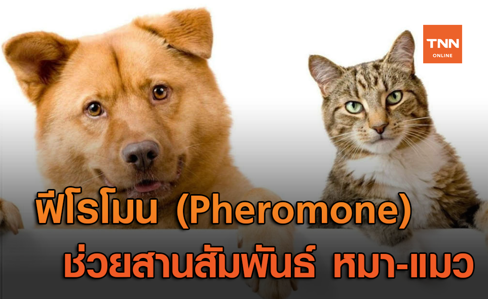 ฟีโรโมน ช่วยให้สุนัขและแมวกลายเป็นเพื่อนรักกัน
