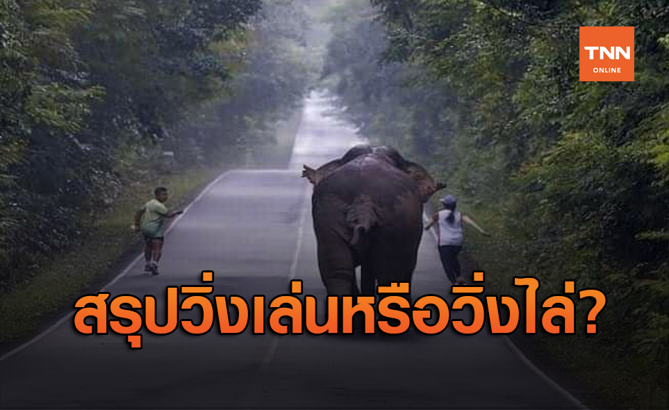ส่องช้างป่ากับนักท่องเที่ยว ชาวเน็ตถามวิ่งเล่นหรือวิ่งไล่?