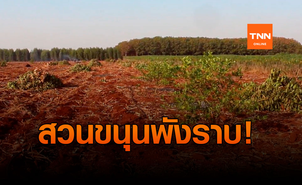 โขลงช้างป่าทับลาน พังสวนขนุนชาวบ้านกว่า 300 ต้น 3 วัน เงิน 3 แสนหายวับ